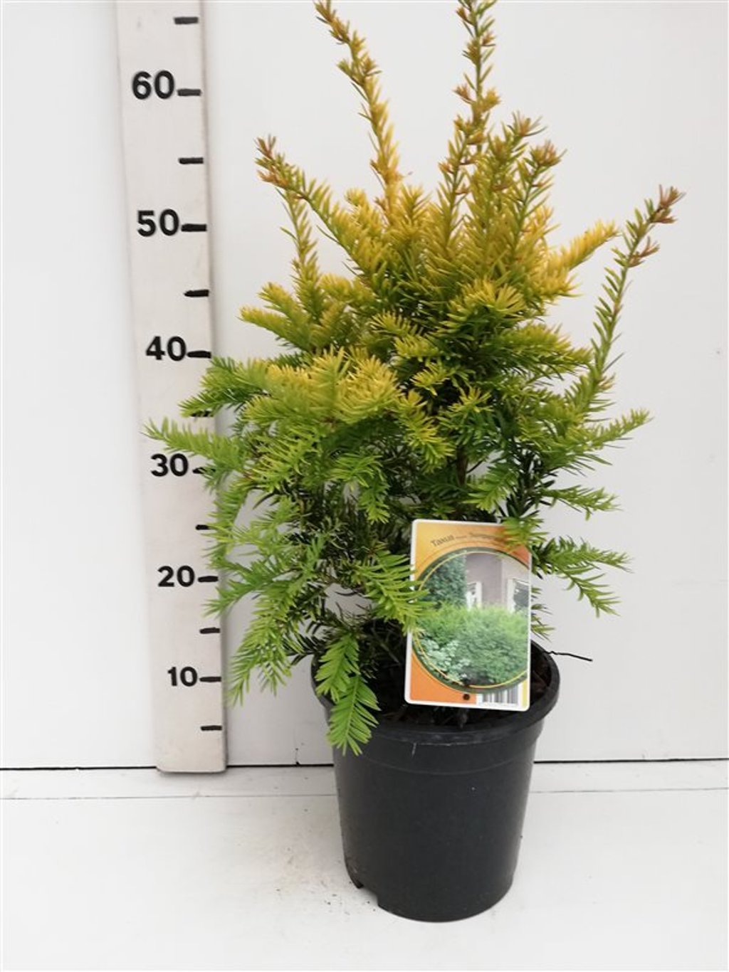 Taxus b. 'Semperaurea' - C3 30-40 CM